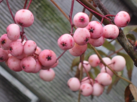 Jarząb Willmorina (Sorbus willmorinii)